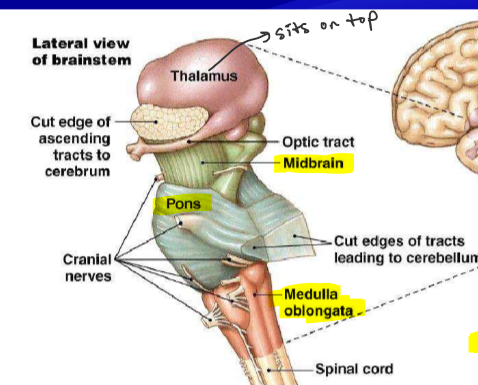 <ul><li><p>midbrain</p></li><li><p>pons</p></li><li><p>medulla oblongata</p></li></ul><p></p>