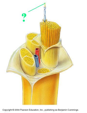 <p><span><span>Identify the indicated part of a nerve</span></span></p>