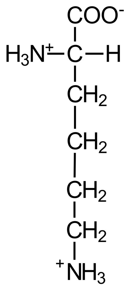 <p>D. Lysine</p>