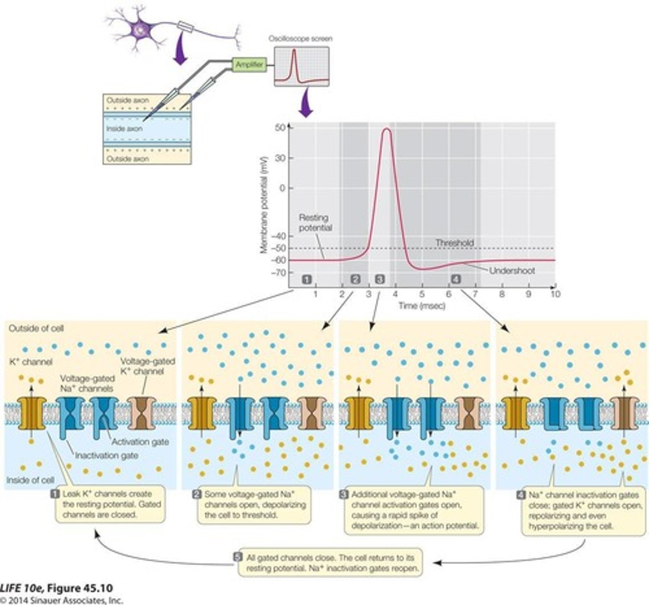 <p>They open to allow Na+ ions to enter the cell, causing depolarization.</p>