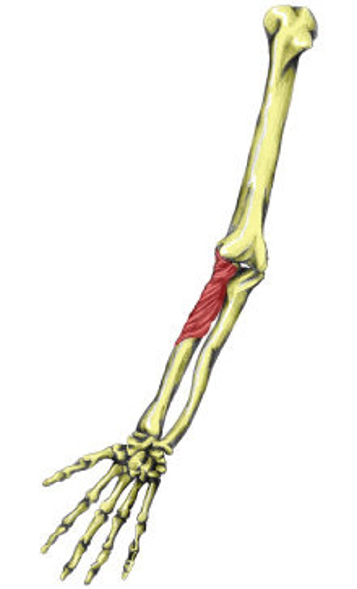 <p>supinates forearm</p>