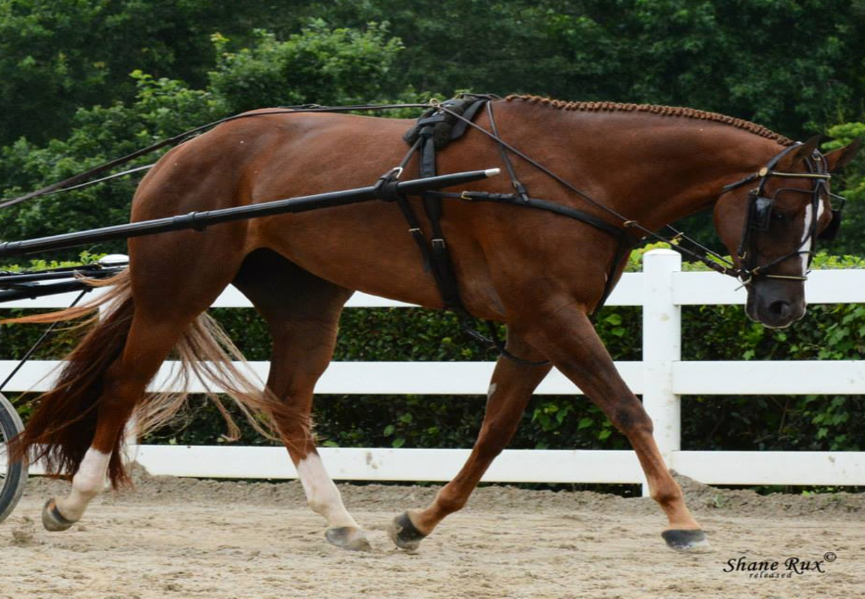 <p>What Gait is this horse performing (English Tack)?</p>