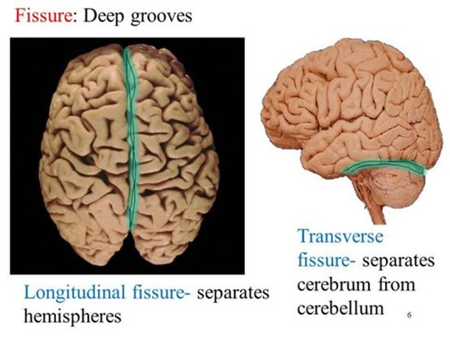 <p>A deep groove in the brain that separates large regions or lobes</p><p>Longitudinal fissure → divides the brain into right and left hemispheres.</p><p>Transverse fissure → separates the cerebrum from the cerebellum</p><p>“Fissure = far deeper than a sulcus.”</p>