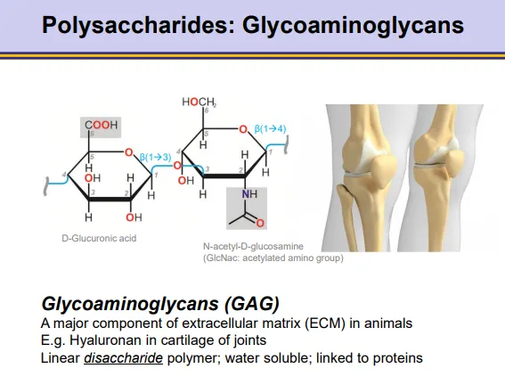 <ul><li><p>GAGs are <strong>polymers </strong>of <strong>disaccharide </strong>monomers, which make up most of the gel in the animal ECM</p></li><li><p>one monomer is a -uronic acid, the other is an amino sugar</p></li><li><p>the most abundant is <strong>hyaluronic acid</strong>, which is <strong>glucuronic acid + N-acetylglucosamine</strong></p></li><li><p>these are strongly <strong>hydrophilic </strong>and water-soluble</p></li><li><p>they are <strong>negatively charged</strong> due to high amounts of sulfur, which attracts sodium- this affects <strong>osmosis </strong>to give turgor pressure</p></li><li><p>they are <strong>inflexible </strong>and have a very<strong> low density</strong></p></li></ul><p></p>