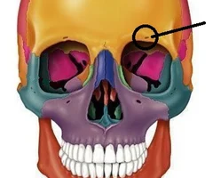 <p>Anterior View (the indent, not foramen)</p>