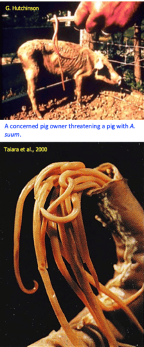 <p>The most important/common gastrointestinal worm parasite in pigs with prevalence of 50-75%;</p><p>Location: adult parasites in the small intestine but in heavy infections they may be found in the stomach, bile ducts etc;</p><p>Ascaris suum can infect and mature in humans</p><p>Stout-body,pinkish-yellow;</p><p>Three lips surround the mouth;</p><p>Prevalence highest in 2–6-month-old pigs</p><p>Diagnosis = Live animals with patent infections</p><p>NECROPSY = Presence of parasites in the small intestines and ‘milk spots’ in the liver;</p>