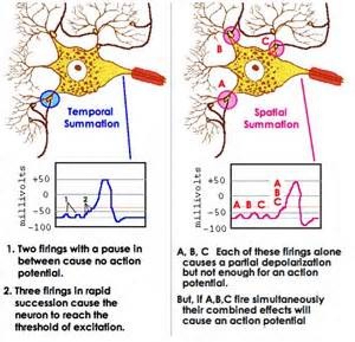 <p>refers to the cumulative effect on the membrane potential when multiple stimuli are applied simultaneously in different areas, using multiple synapses. graded potentials are generated with time and space in between, and they then generate an action potential</p>