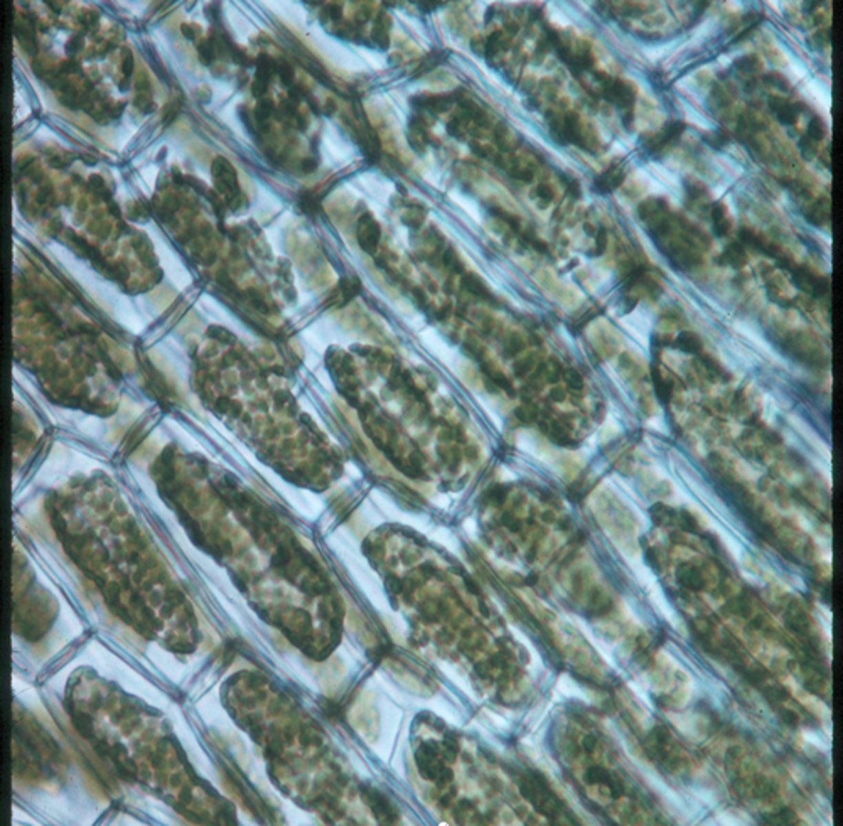 <p>This elodea is _________ because it was exposed to a salt solution</p>