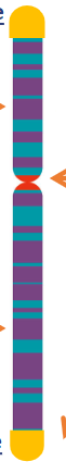 <p>name the parts of the chromosome</p>