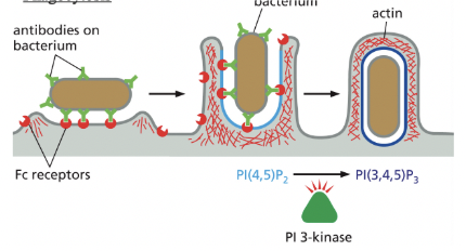 <p>cargo recognition by cell-surface receptors</p><ul><li><p>specific process for engulfing large particles are bacteria or dead cells</p></li></ul><p></p><p>Pseudopod extension & phagosome formation are driven by actin polymerization & reorganization, which respond to the accumulation of specific phosphoinositides in the membrane of the forming phagosome</p><ul><li><p>PI(4,5)P2 stimulates actin polymerization = promotes pseudopod formation</p></li><li><p>then, PI(3,4,5)P3 depolymerizes actin filaments at the base</p></li></ul><p></p>