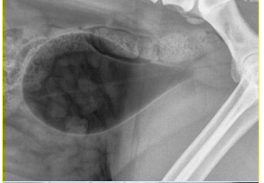 <p>What type of contrast study?</p>