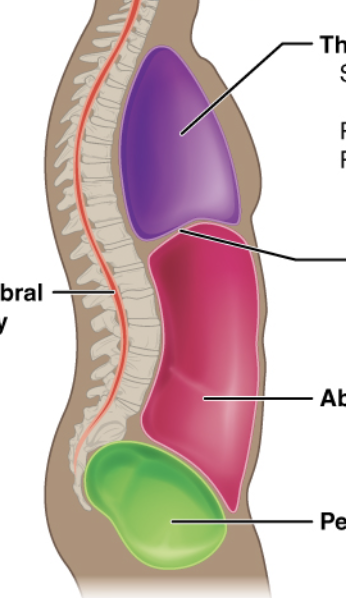 <p>which serous membranes are found in the abdominal cavity?</p>