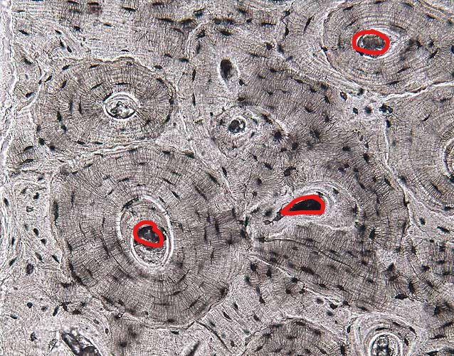 <p>what structure is this </p>