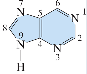 <p>What nitrogenous bases type</p>