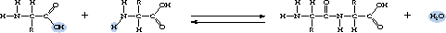 <p>amino acids</p>