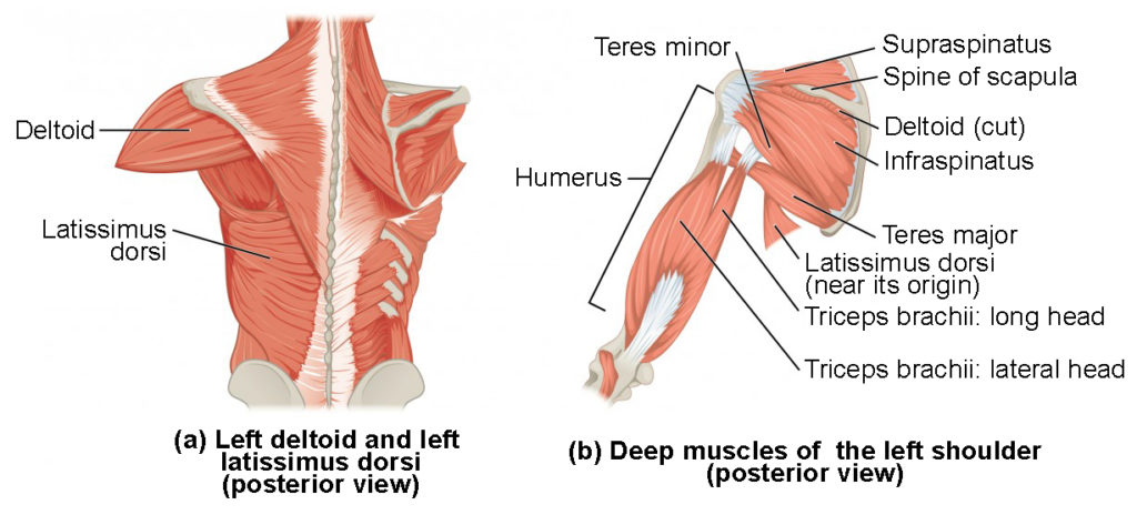 <p><strong>Extension</strong></p><ol><li><p>Latissimmus dorsi</p></li><li><p>Pectoralis major (sternal end)</p></li><li><p>long head of the triceps brachii</p></li><li><p>posteior deltoid</p></li><li><p>teres major</p></li></ol><p><strong>Flexion</strong></p><ul><li><p>pectoralis Major (clavicular head)</p></li><li><p>bicepts brachii (short head&nbsp;</p></li><li><p>Coracobrachialis</p></li><li><p>anterior deltoid</p></li></ul><p><strong>Adduction</strong></p><ol start="2"><li><p>Latissimus dorsi&nbsp;</p></li><li><p>Pectoralis Major (whole) (regular and horizontal)</p></li><li><p>coracoibrachiallis</p></li><li><p>teres major</p></li></ol><p><strong>Abduction</strong></p><ul><li><p>Latissimus dorsi</p></li><li><p>supraspinatus&nbsp;</p></li><li><p>middle dletoid</p></li></ul><p><strong>Internal rotation</strong></p><ul><li><p>latissimus dorsi</p></li><li><p>Pectoralis Major</p></li><li><p>anterior deltoi</p></li><li><p>teres major</p></li></ul><p><strong>external rotation</strong></p><ul><li><p><strong>infraspinatus</strong></p></li><li><p>Teres minor</p></li><li><p>posteiror deltoid</p></li></ul><p><strong>horrizontal Adduction of the shoulder</strong></p><ul><li><p>Anterior deltoid</p></li></ul><p><strong>horizontal abduction of the shoulder</strong></p><ul><li><p>posteiror deltoid</p></li></ul><p></p>