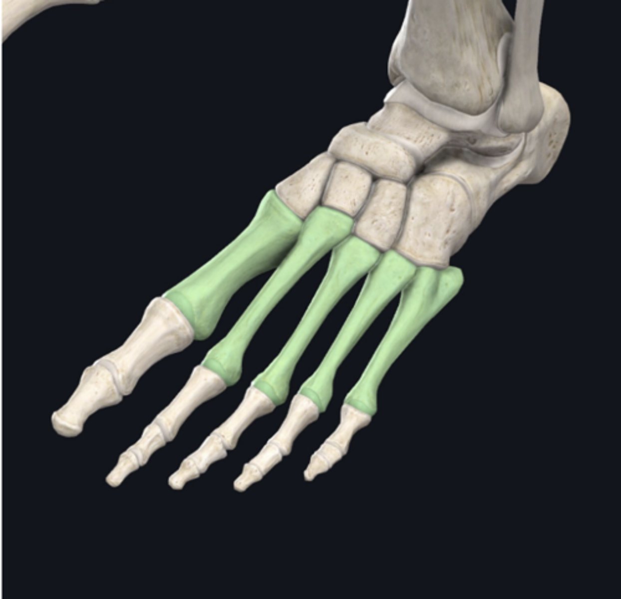 <p>Identify the bone indicated in green. (Free response)</p>