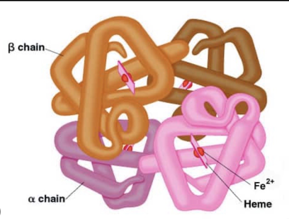 <p>When proteins consist of more than one polypeptide chain </p><p>The polypeptide chains are held together by ionic, hydrogen and sometimes disulphide bonds </p><ul><li><p>Can have non-protein groups involved in the quaternary structures</p></li></ul>
