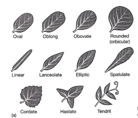 <p>Har ingen innskjæringer eller delinger</p><p>Kanten er glatt og kontinuerlig</p><p>Eks: basilikum</p>