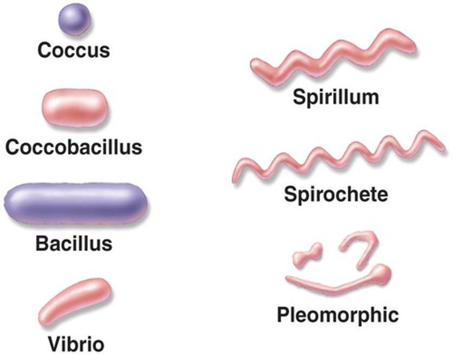 <p>bacilli, cocci, vibrios, spirilla</p>