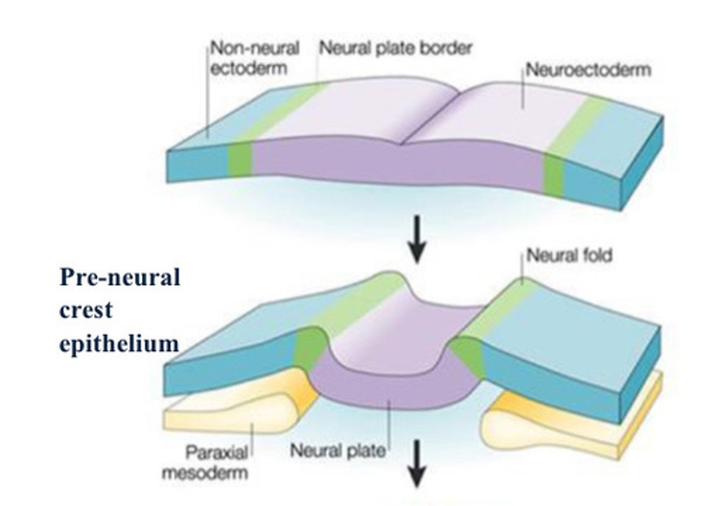 <p>The nervous system develops as a</p><p>thickening within the ectodermal layer at</p><p>the rostral end of the embryo, forming the</p><p>neural plate or __.</p>