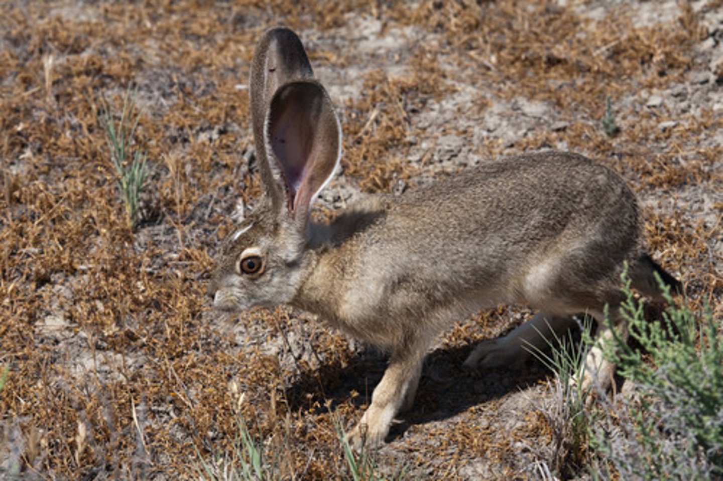<p>en hare</p>
