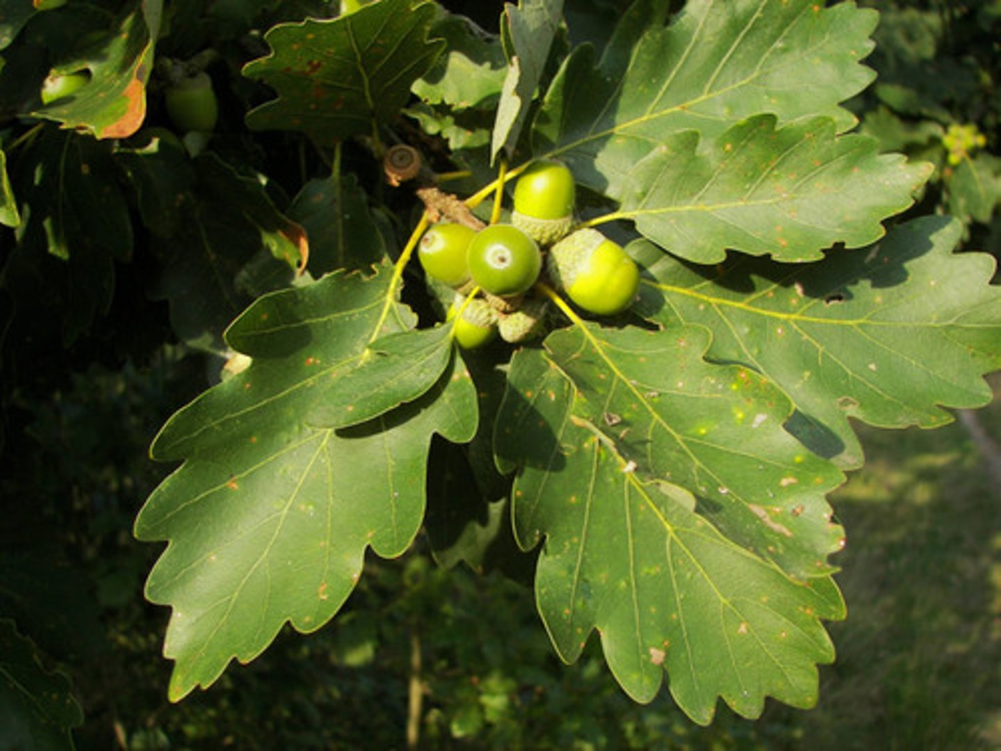<p>sessile/Irish oak</p>