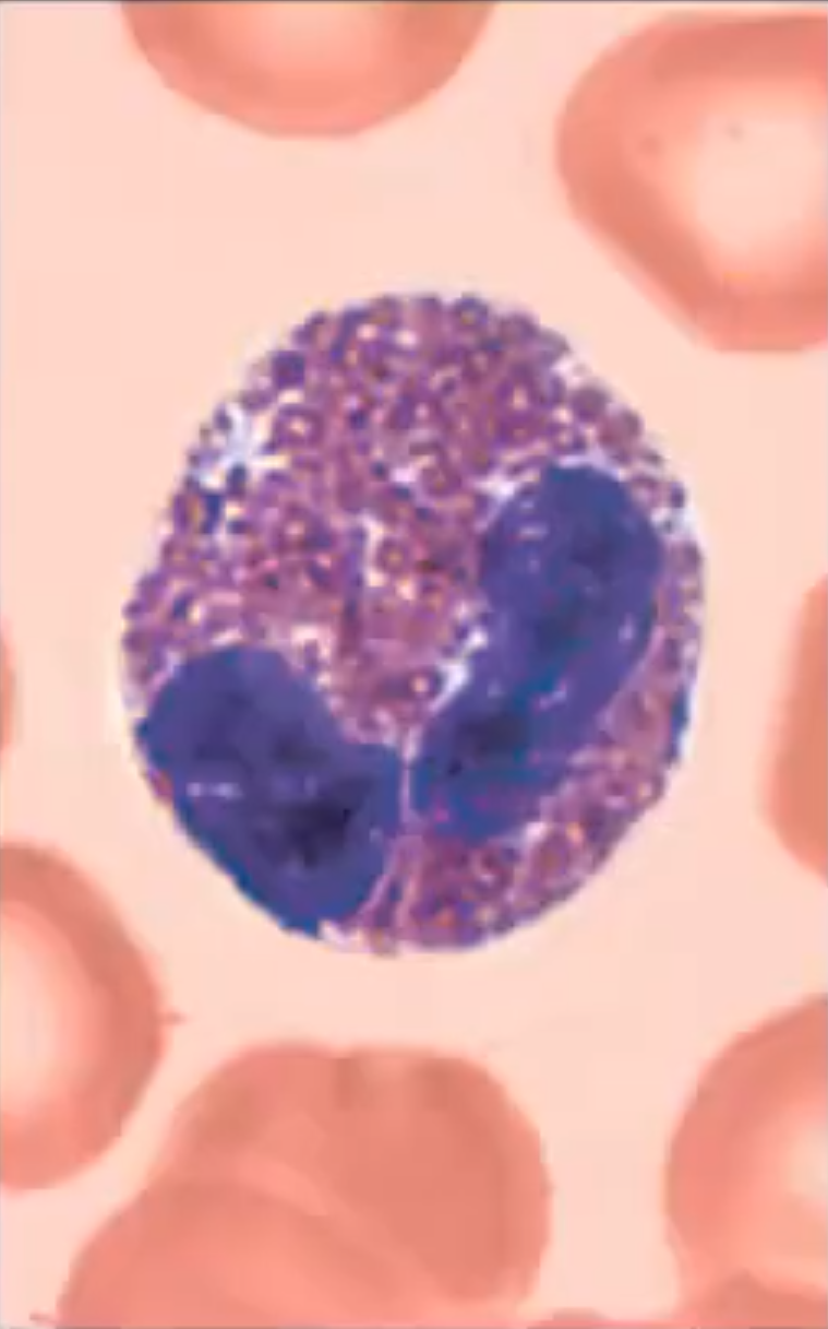 <p>A granulocyte that is 2-4% of leukocyte population; Defense against parasites, allergies and asthma; Two nuclei lobes connected by a broad band</p>