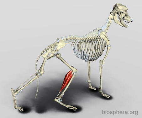 <p>Muscle to bone</p><p></p><p>Ex. Gastrocnemius tendon, Patellar tendon</p>