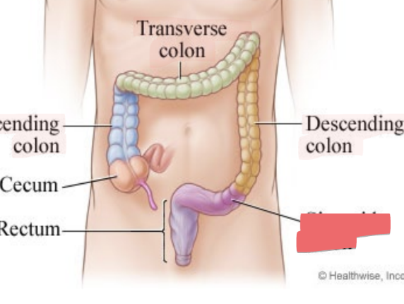 <ul><li><p>S-shaped</p></li><li><p>from left side to center of body</p></li></ul><p></p>