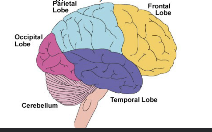 <p>Parietal lobe</p>