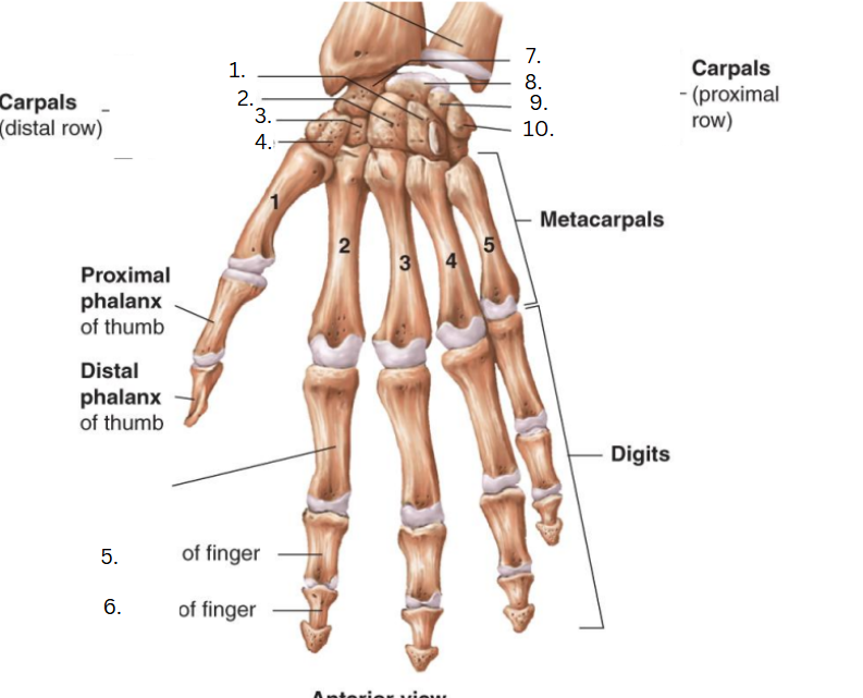 <p>Trapezoid Bone</p>