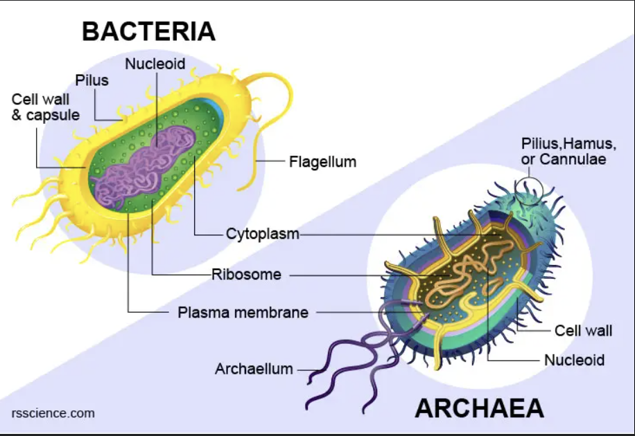 <ul><li><p>two of three largest branches on tree of life</p></li><li><p>most are unicellular, ALL are PROKARYOTIC</p></li><li><p>LACK a membrane-bound nucleus</p></li><li><p>the two differ in the types of molecules that make up their plasma membrane and cell walls</p></li><li><p>Antibiotics that poison bacterial ribosomes do not affect ribosomes of archaea or eukaryotes</p></li></ul><p></p>