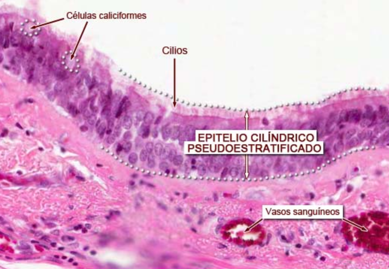 <ul><li><p>E. S. Cilíndrico Seudoestratificado</p><ul><li><p><strong>Descripción</strong>: Todas las células hacen contacto con la lámina basal, pero no todas alcanzan la superficie, por lo que parecen varias capas. Núcleos arriba y abajo. Tienen células caliciformes y cilios tmb</p></li><li><p><strong>Localización</strong>: Vías respiratorias (tráquea)</p></li><li><p><strong>Función</strong>: Secreción, absorción y movimiento de moco</p></li></ul></li></ul><p></p>