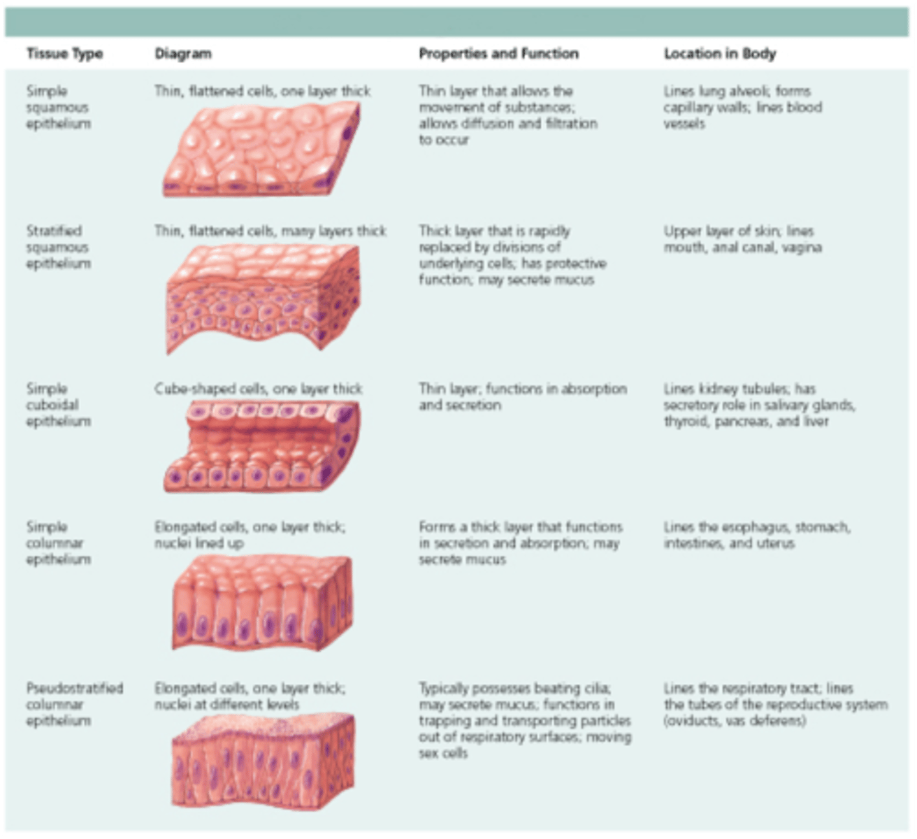 <p>number of cell layers and cell shape</p>