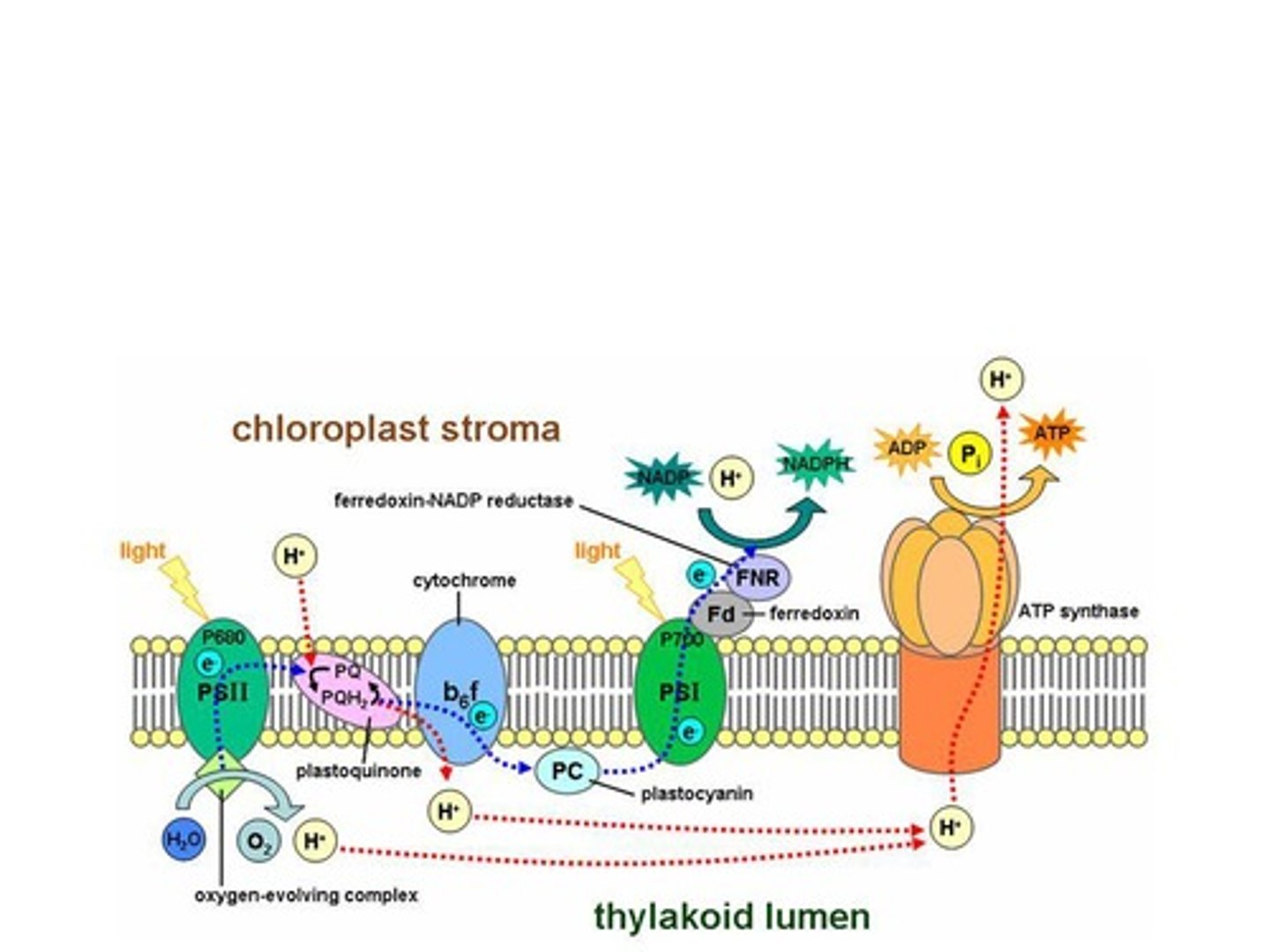 <p>occur in the thylakoid membrane in the photosystems and convert solar energy to chemical energy</p>