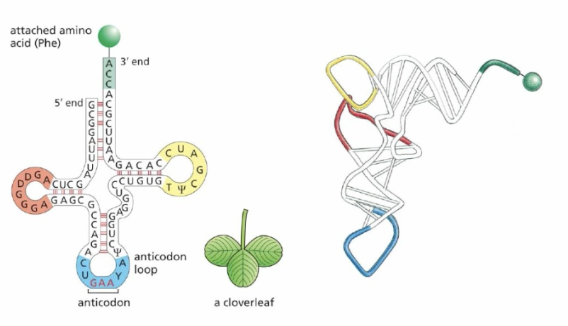 <p>tRNA’s structure (important bits) </p>