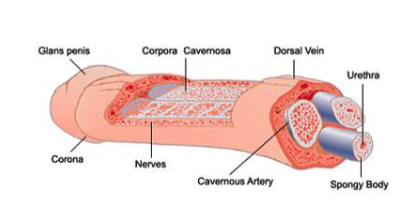 <p>describe the process of erection.</p>