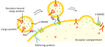 <p>How do vesicles move through the cell?</p>