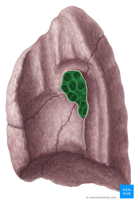 <p>lies on medial surface of lung</p><ul><li><p>anterior to T5-T7 vertebrae</p></li><li><p>location of convergence of various structures, including bronchus, pulmonary artery, vein, nerves, and lympathics</p></li></ul><p></p>