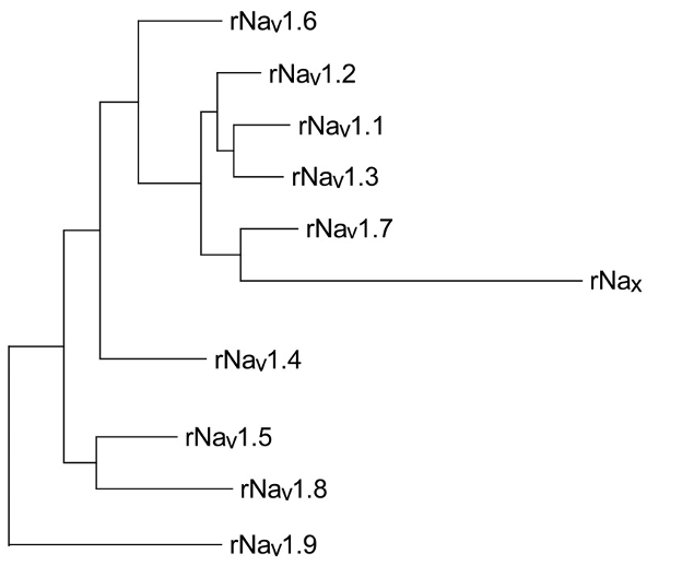 <ul><li><p>9 different subtypes</p></li><li><p>Properties of each influence thresholds</p></li></ul><p></p>
