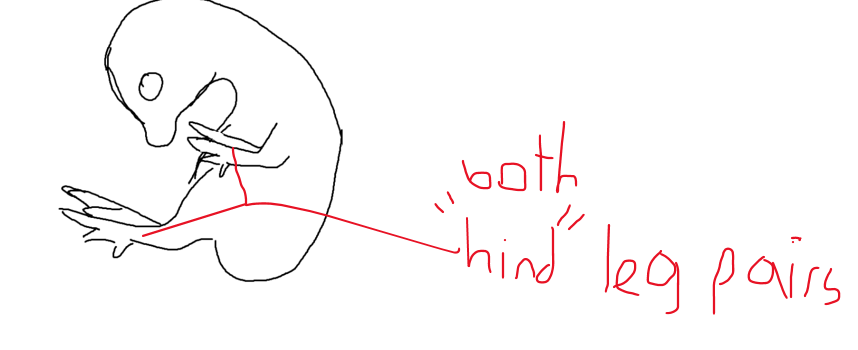 <p>Tbx4 and Pitx1 are both responsible for hindlimb identity. If they were to be expressed in the forelimb field, then the chicken embryo would develop leg-like structures in what would normally be the wings. For example, the digits would appear more like toes and the wings would have joints and muscles that more closely resemble the legs than a typical wing.</p>