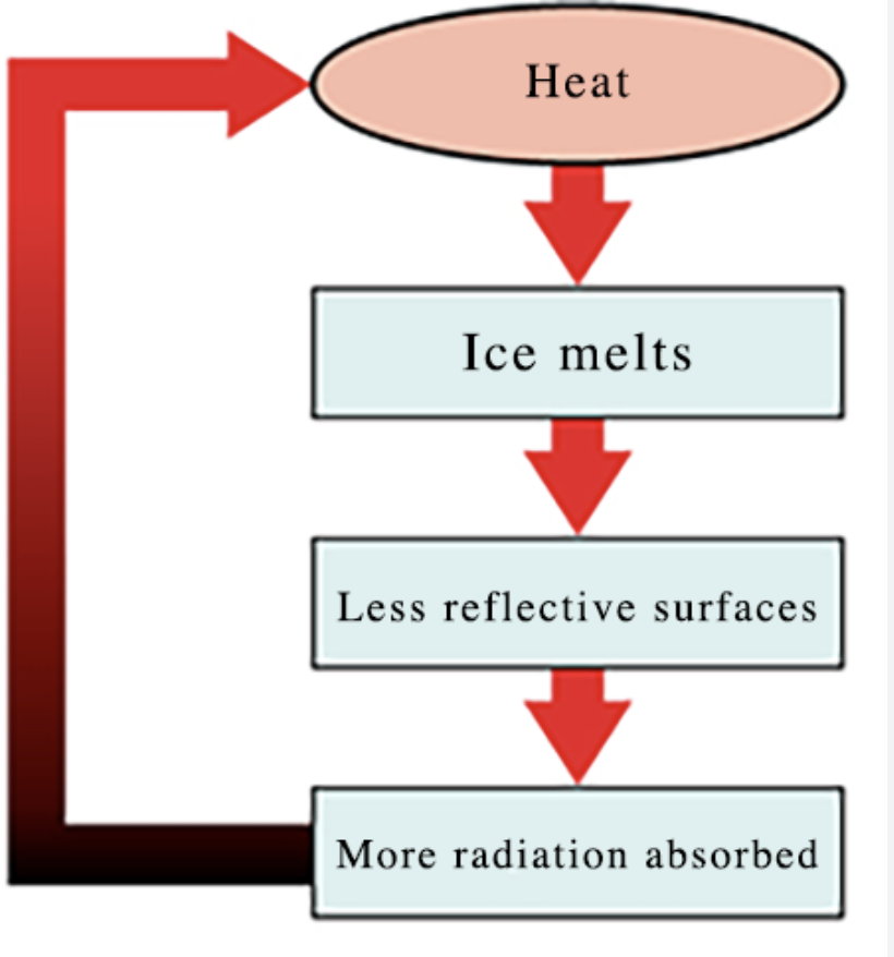 <p>dampens effects and promotes return to stability</p><ul><li><p>predator/prey relationships</p></li></ul><p></p>