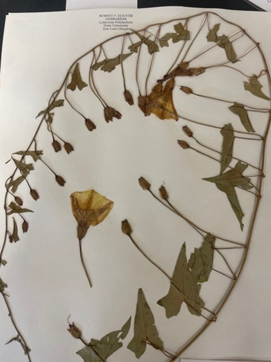 <p>Convolvulaceae. Large-bracted morning glory</p>