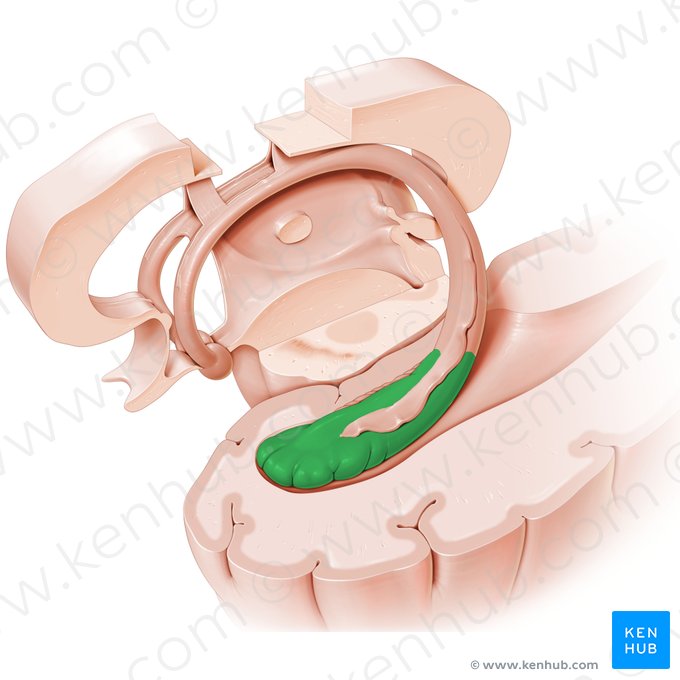<p>Hippocampus</p>
