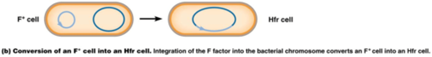 <p>De bacterie is nu een Hfr cel (high frequency of recombination)</p>