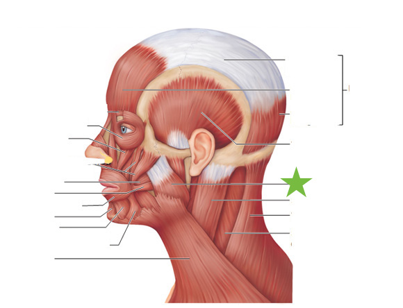 <p>Muscle, Origin, and Insertion </p>