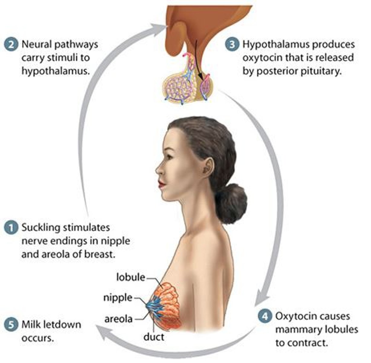 <p>secretion and formation of breast milk in the mother.</p>