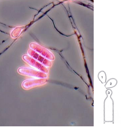 <p>Conidia in wet masses</p>