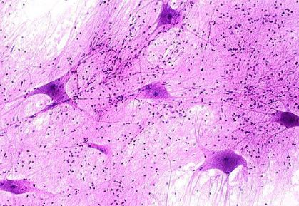 <p>Identify the tissue</p>